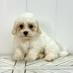 Female Coton De Tulear puppy named Matilda for sale at Summit Zoo.