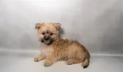 Female Silktese puppy named Black Widow for sale at Summit Zoo.
