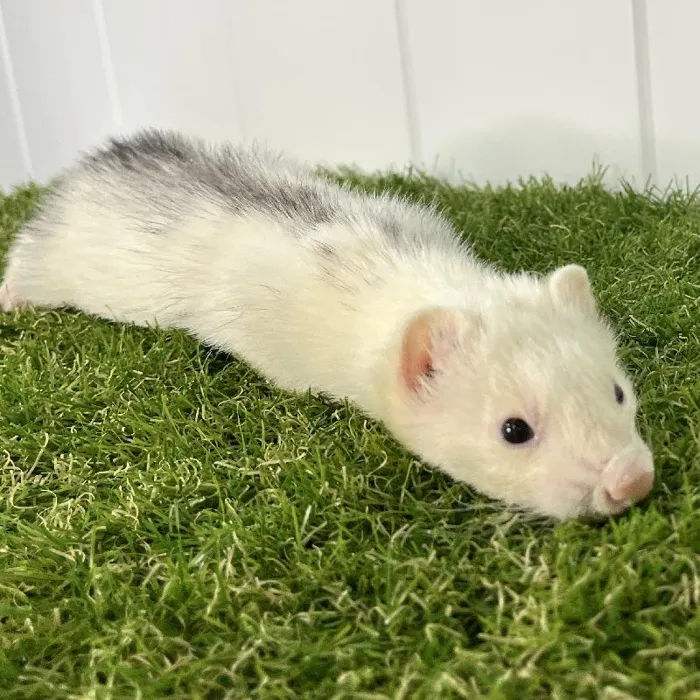 Male Ferret Small Animal for Sale in Lee's Summit, MO