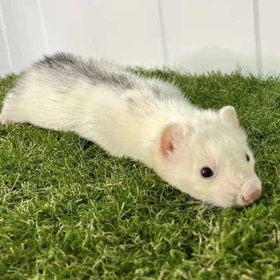 Male Ferret Small Animal for Sale in Lee's Summit, MO