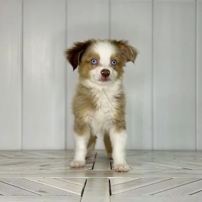 Male Toy Australian Shepherd puppy named Iron Man for sale at Summit Zoo.