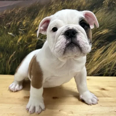 Male English Bulldog Puppy for Sale in Lee's Summit, MO