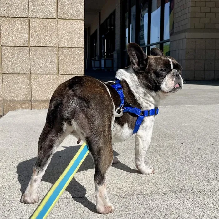 Female French Bulldog (adoption) Adoption Dog for Sale in Lee's Summit, MO