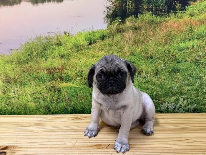 Female Pug Puppy for Sale in Lee's Summit, MO