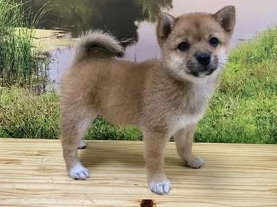 Female Shiba Inu Puppy for Sale in Lee's Summit, MO