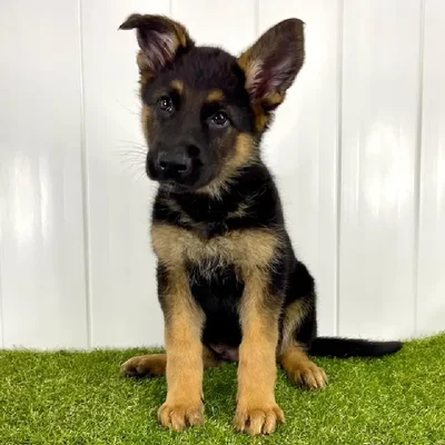 Male German Shepherd Puppy for Sale in Lee's Summit, MO