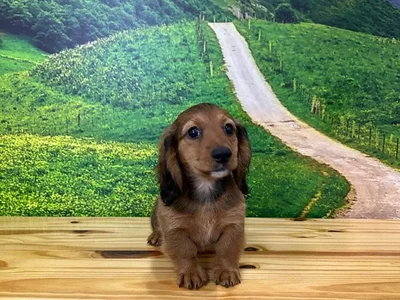 Female Dachshund Puppy for Sale in Lee's Summit, MO