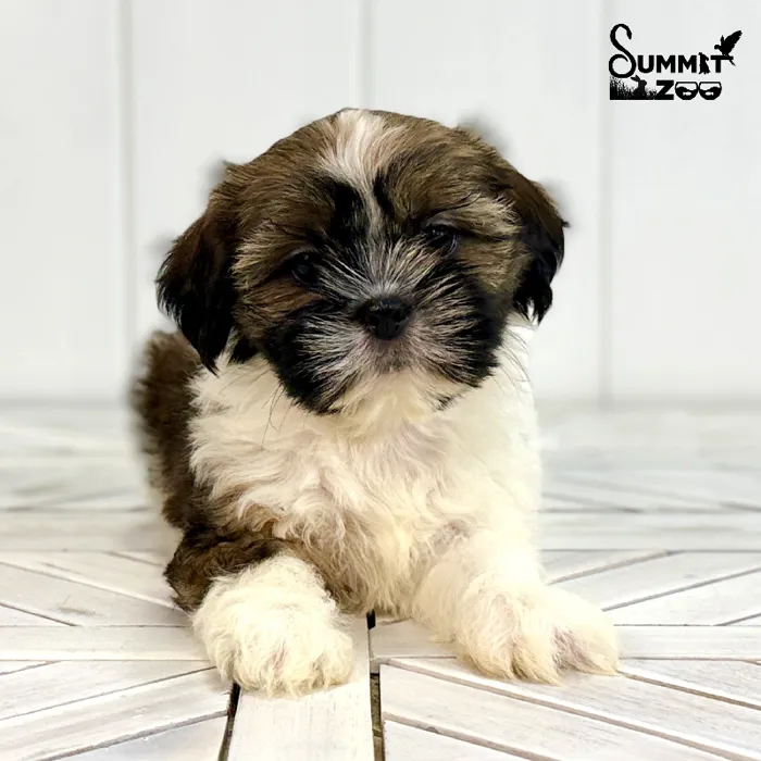 Female Shih Tzu puppy named Missy for sale at Summit Zoo.