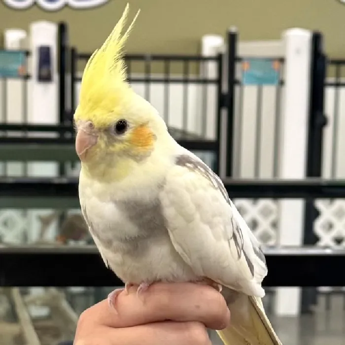 Unknown Cockatiel bird for sale at Summit Zoo.