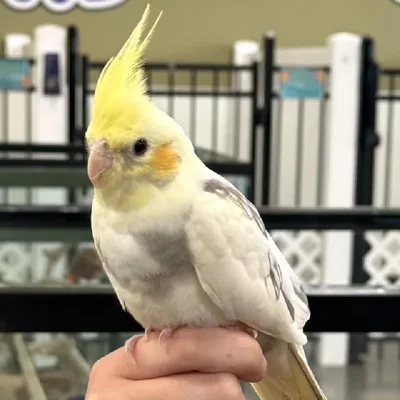 Unknown Cockatiel bird for sale at Summit Zoo.