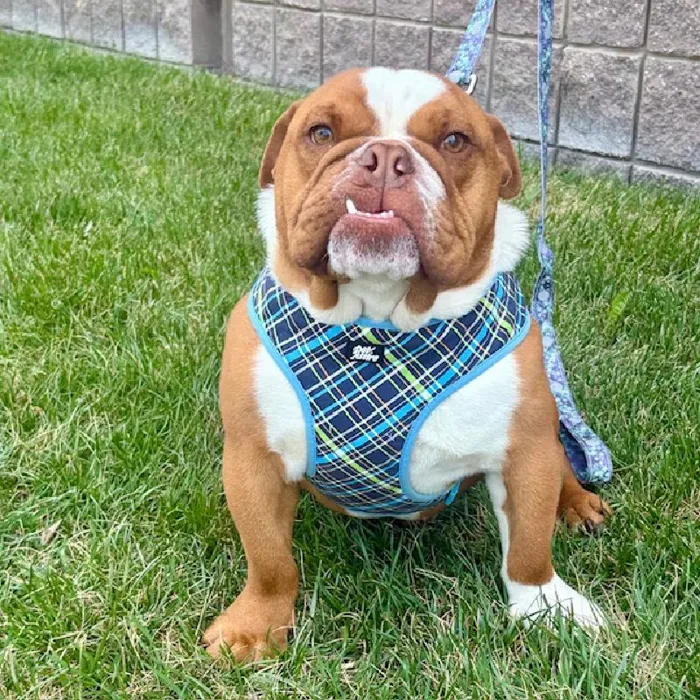 Male English Bulldog (Adoption) Adoption Dog for Sale in Lee's Summit, MO