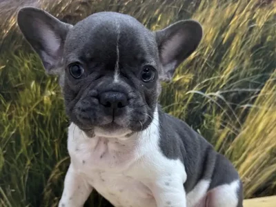 Female French Bulldog Puppy for Sale in Lee's Summit, MO