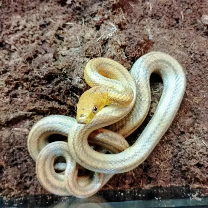 Unknown Yellow Rat Snake Reptile for Sale in Lee's Summit, MO