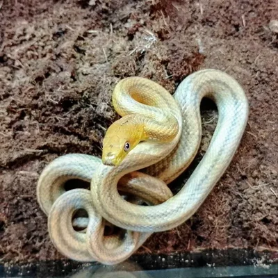 Unknown Yellow Rat Snake Reptile for Sale in Lee's Summit, MO