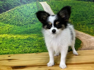 Female Papillon Puppy for Sale in Lee's Summit, MO