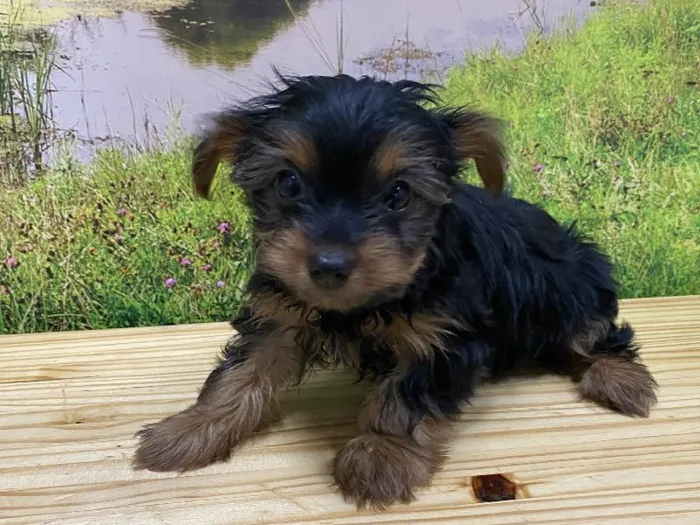 Female Yorkie Puppy for Sale in Lee's Summit, MO