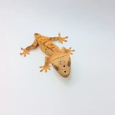 Unknown Crested Gecko Reptile for Sale in Lee's Summit, MO