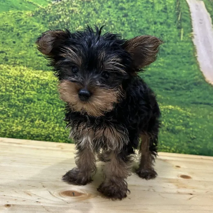 Male Yorkie Puppy for Sale in Lee's Summit, MO