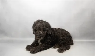 Male Cavapoo puppy named Mousse for sale at Summit Zoo.
