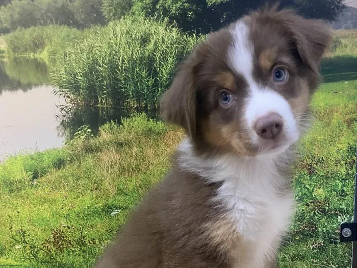 Female Australian Shepherd Puppy for Sale in Lee's Summit, MO