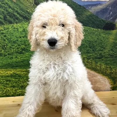 Male Goldendoodle Puppy for Sale in Lee's Summit, MO