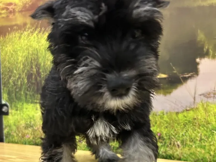 Male Mini Schnauzer Puppy for Sale in Lee's Summit, MO
