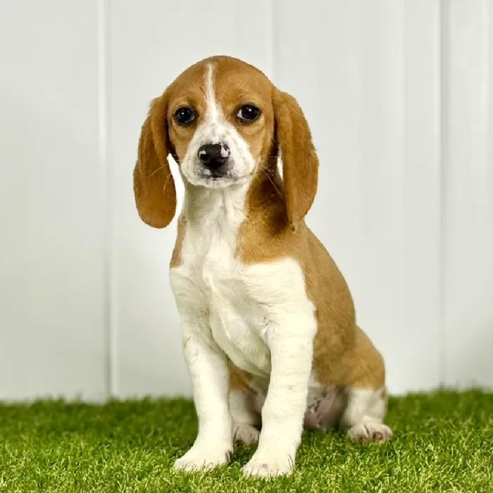 Female Beagle Puppy for Sale in Lee's Summit, MO
