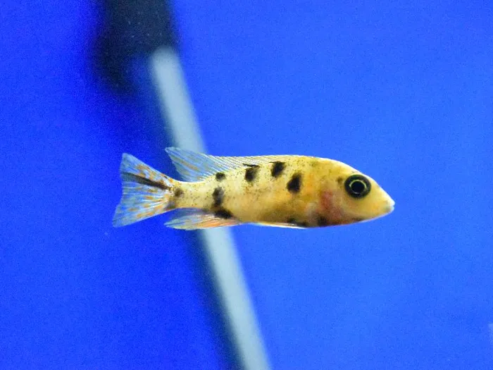 Unknown African Cichlid Freshwater Fish for Sale in Lee's Summit, MO