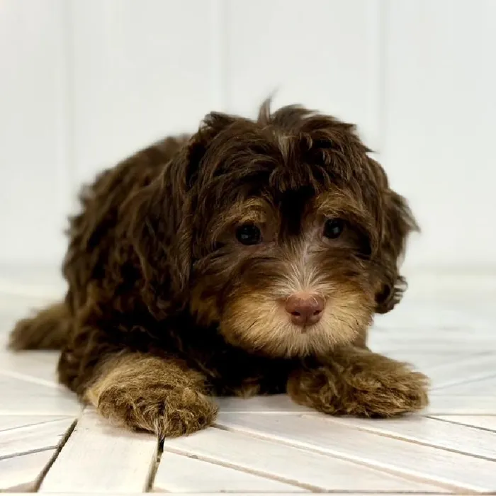 Female Havanese puppy named Pudding for sale at Summit Zoo.