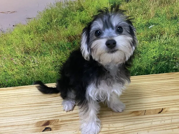 Female Morkie Puppy for Sale in Lee's Summit, MO