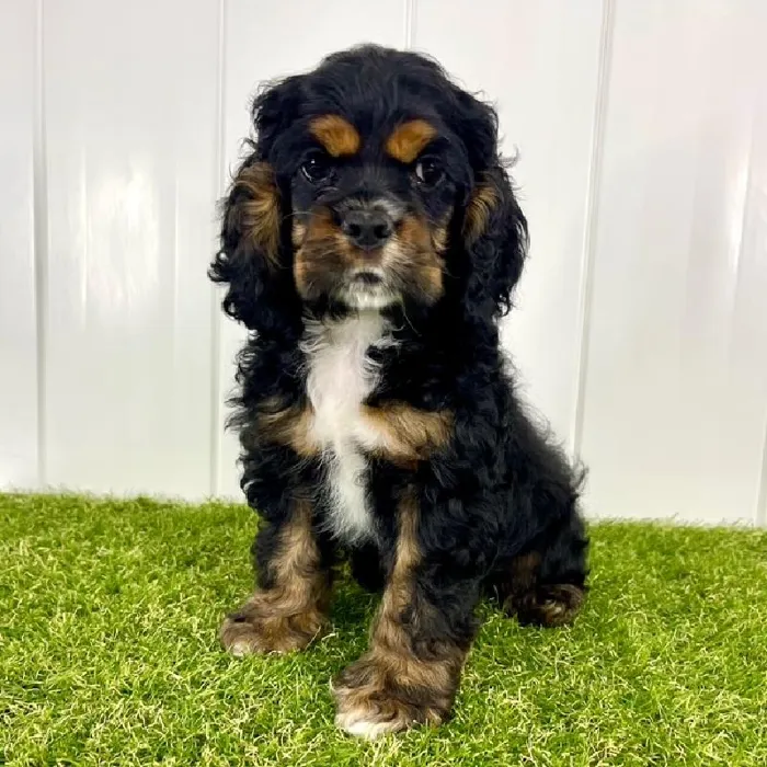 Male Cocker Spaniel Puppy for Sale in Lee's Summit, MO