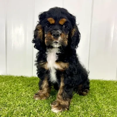 Male Cocker Spaniel Puppy for Sale in Lee's Summit, MO