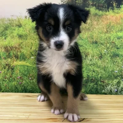 Female Toy Australian Shepherd Puppy for Sale in Lee's Summit, MO