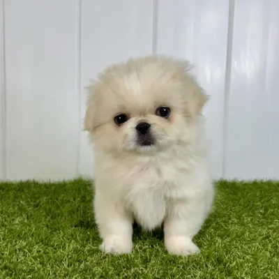 Female Pekingese Puppy for Sale in Lee's Summit, MO