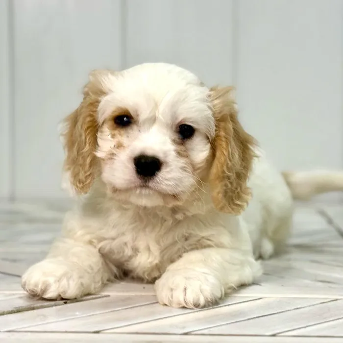 Male Cavachon puppy named Beast for sale at Summit Zoo.