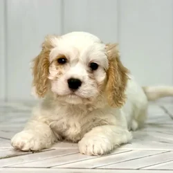 Male Cavachon puppy named Beast for sale at Summit Zoo.