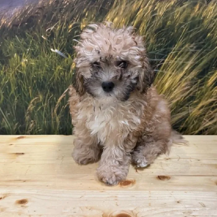 Male Shipoo Puppy for Sale in Lee's Summit, MO