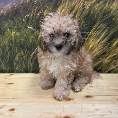 Male Shipoo Puppy for Sale in Lee's Summit, MO