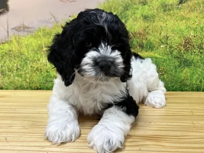 Male Cockapoo Puppy for Sale in Lee's Summit, MO
