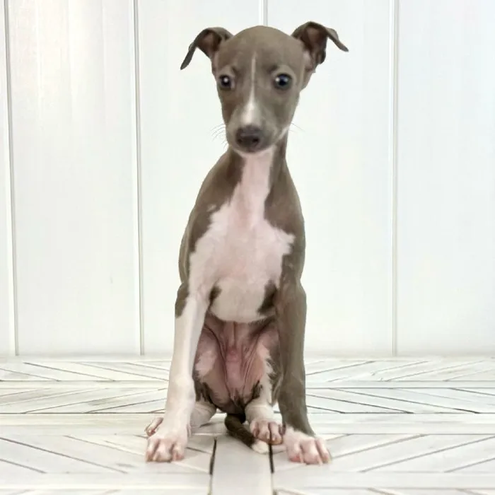 Male Italian Greyhound puppy named Zeus for sale at Summit Zoo.
