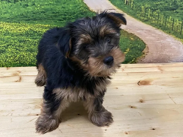 Male Yorkie Puppy for Sale in Lee's Summit, MO