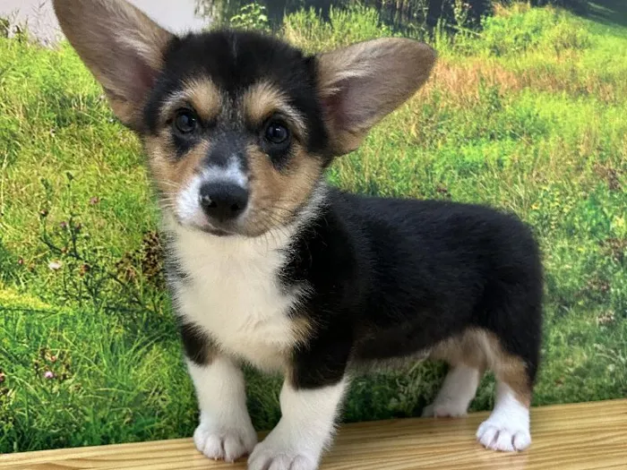 Male Pembroke Welsh Corgi Puppy for Sale in Lee's Summit, MO