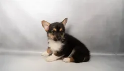 Female Pembroke Welsh Corgi puppy named Scarlet Witch for sale at Summit Zoo.