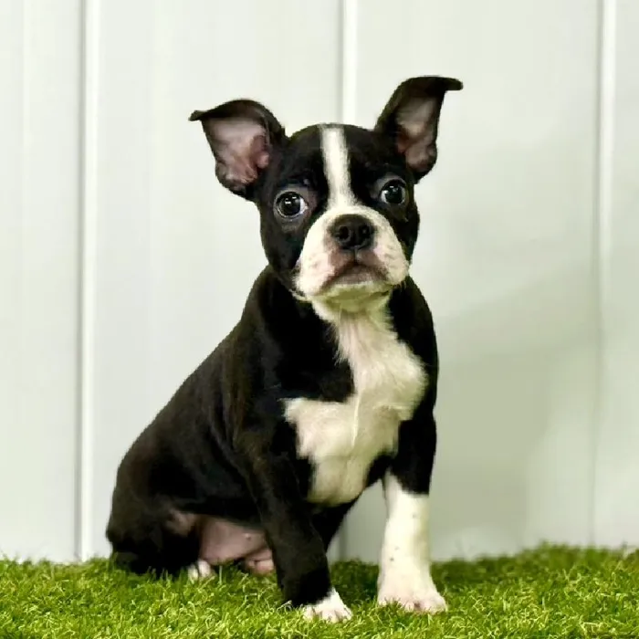 Female Boston Terrier Puppy for Sale in Lee's Summit, MO