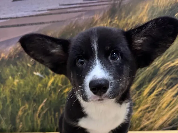 Male Cardigan Welsh Corgi Puppy for Sale in Lee's Summit, MO