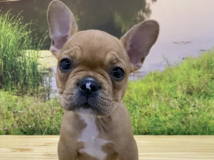 Male French Bulldog Puppy for Sale in Lee's Summit, MO