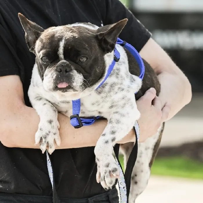 Female French Bulldog (adoption) Adoption Dog for Sale in Lee's Summit, MO