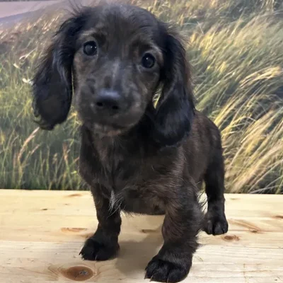 Female Dachshund Puppy for Sale in Lee's Summit, MO