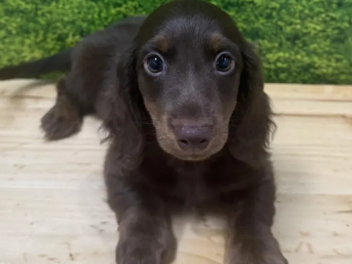 Male Dachshund Puppy for Sale in Lee's Summit, MO