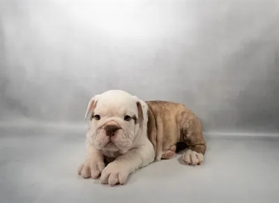 Female English Bulldog puppy named Eenie for sale at Summit Zoo.